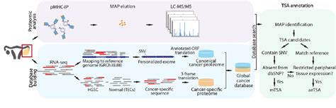 Proteogenomics Uncovers a Vast Repertoire of Shared Tumor 